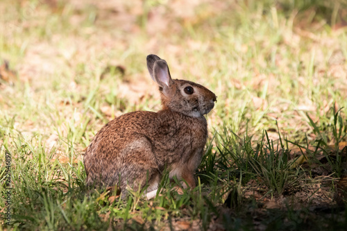 Cottontail Bunny