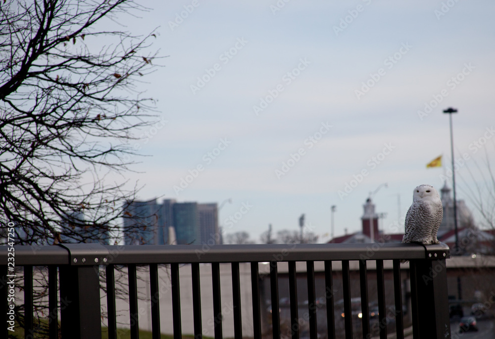Naklejka premium owl in city
