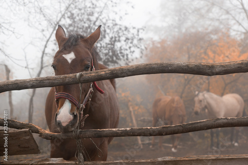 Fototapeta Naklejka Na Ścianę i Meble -  Portrait of horse in the fog. Autumn field with haystack.