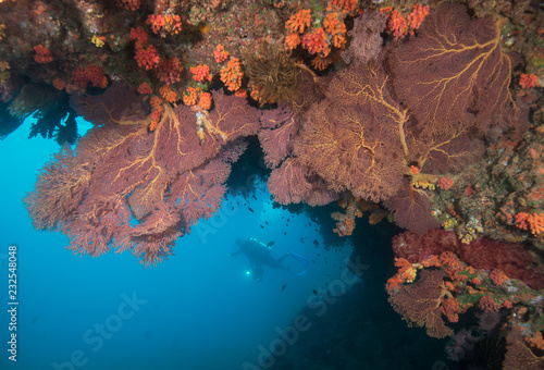 Scuba diver behind red soft coral off of Fiji