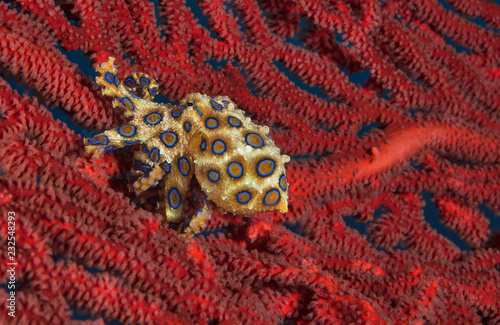 Blue-ringed octopus