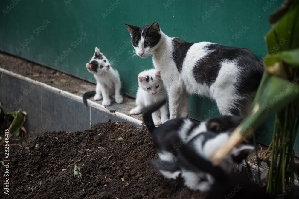 Mother cat with little kittens outdoor