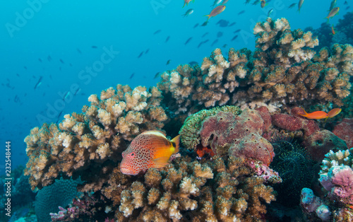 Colorful fish on coral reef
