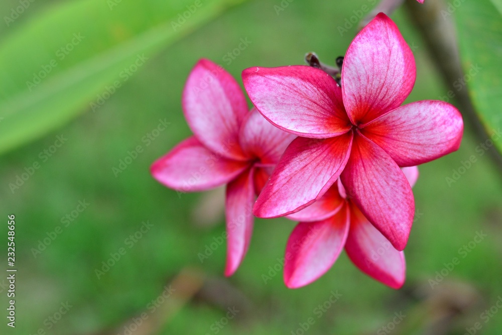 Red flowers frangipani (plumeria) on green leaves background, Blurred background photo.
