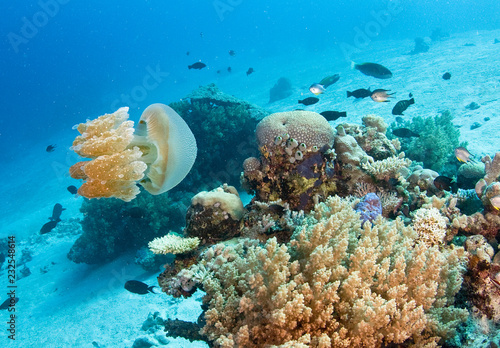 Jellyfish on reef
