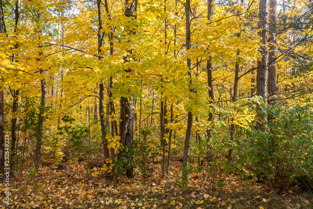 Obraz premium forest in autumn