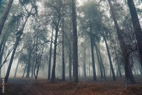 Autumn forest mist trees silhouette landscape. Mysterious forest mist trees in autumn fog. Halloween scary forest mist in autumn fog. Autumn forest mist fog trees silhouettes