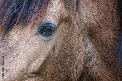 the beautiful brown horse portrait © Ismael