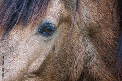 the beautiful brown horse portrait