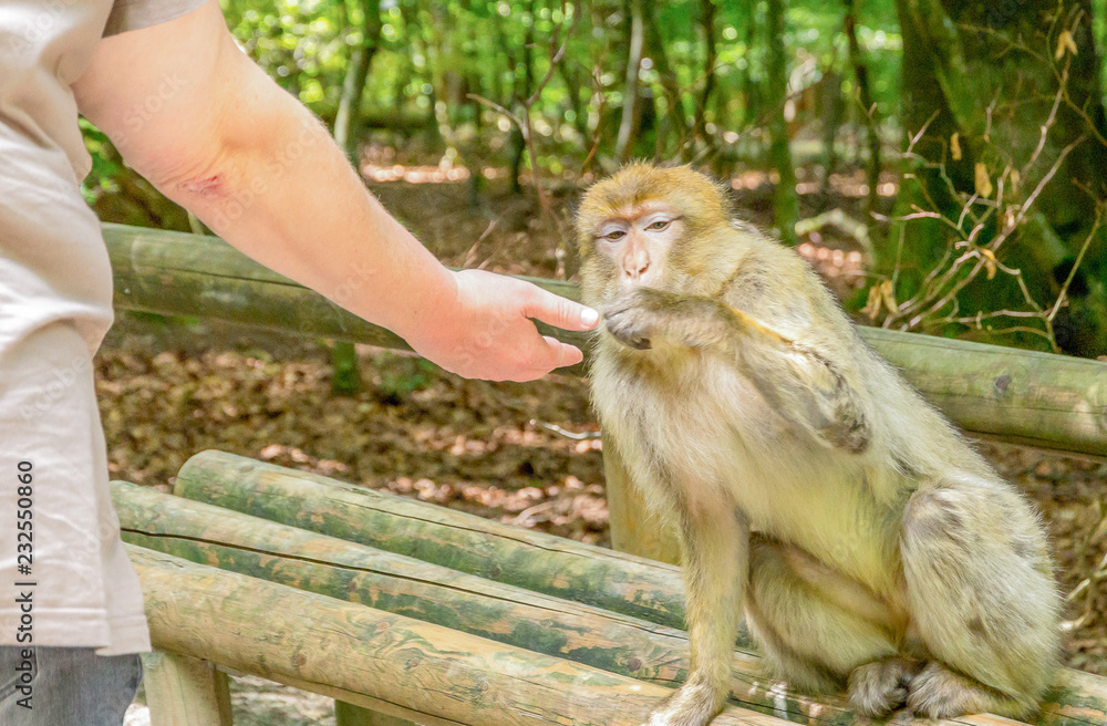 Naklejka premium Berberaffe nimmt Futter aus Frauenhand