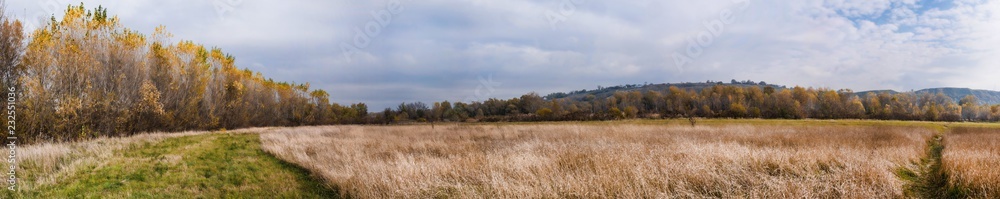 panoramic view of autumn birch grove on the outskirts of the meadow with yellow grass panoramic view of autumn birch grove on the outskirts of the meadow with yellow grass