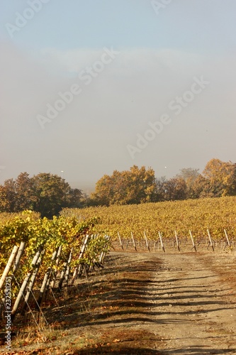 autumn landscape with grape field