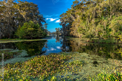Fototapeta Naklejka Na Ścianę i Meble -  Cajun Swamp & Lake Martin, near Breaux Bridge and Lafayette Louisiana