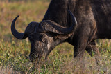African Buffalo, Serengeti national park Tanzania