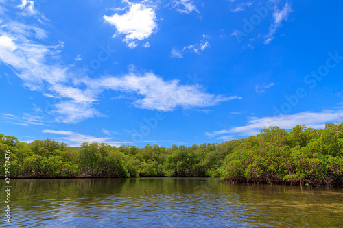 The waterline of a mangrove forest. Cayo Arena, Punta Rucia, Dominican Republic