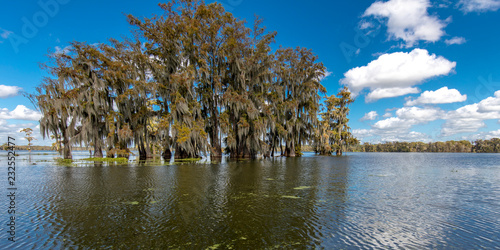 Cajun Swamp & Lake Martin, near Breaux Bridge and Lafayette Louisiana photo