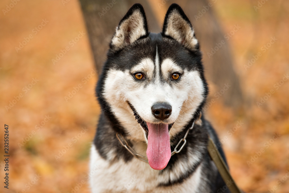 Adult dog Husky with brown eyes in autumn park stuck out his tongue. Landscape in warm colors