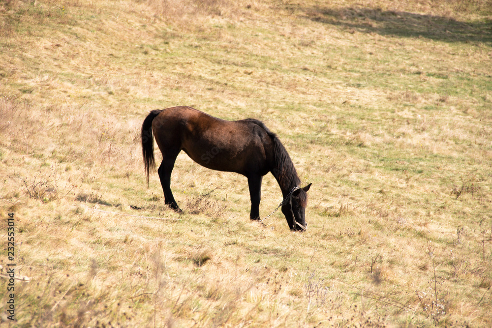 old horse on the background of the countryside, old horse on the background of the countryside,