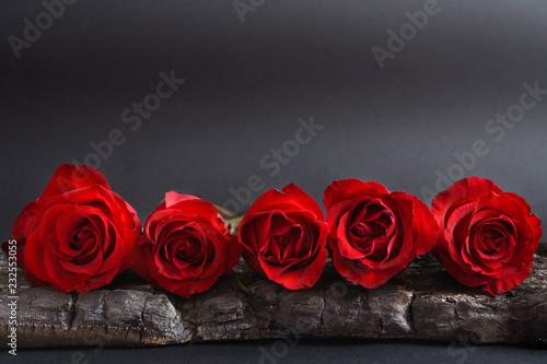 Red Rose give flowers. Red Roses on a black background