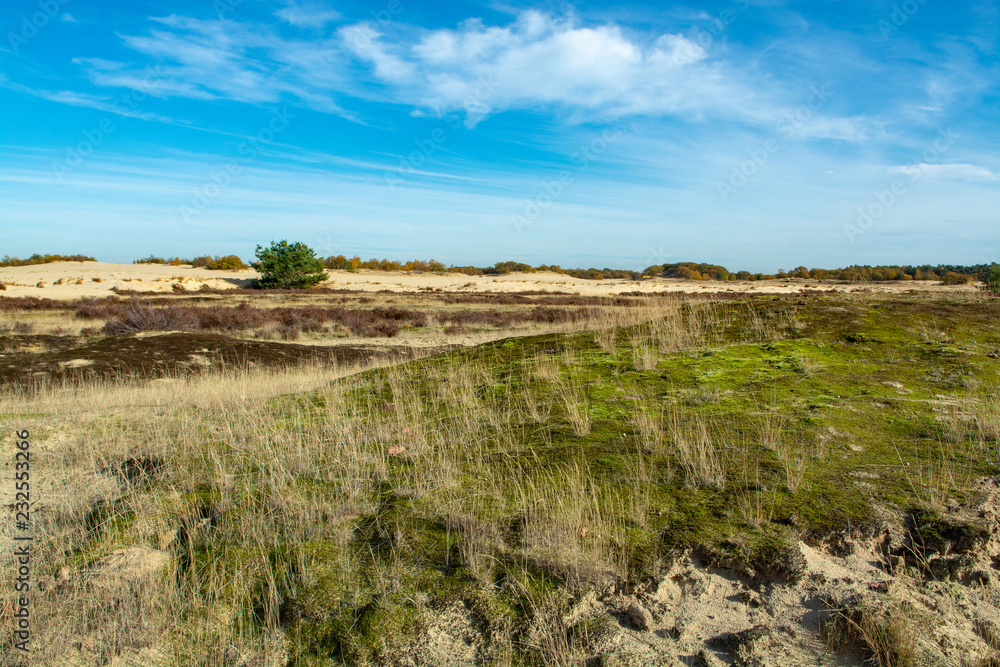 Landscape with yellow sand dunes, trees and plants and blue sky, National park Druinse Duinen in North Brabant, Netherlands