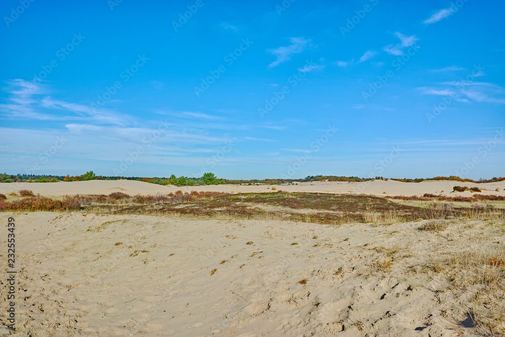 Landscape with yellow sand dunes, trees and plants and blue sky, National park Druinse Duinen in North Brabant, Netherlands