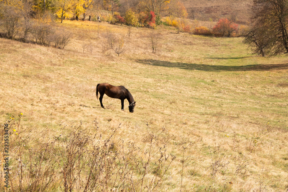 old horse on the background of the countryside, old horse on the background of the countryside,