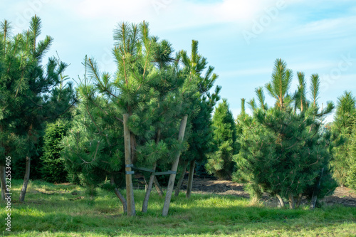 Plantation of young pine trees growing on tree nursery for garden, parks in Netherlands