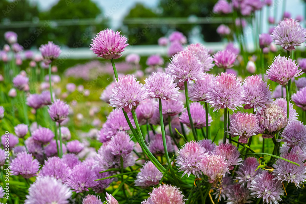 Summer blossom of chives allium plant in vegetables garden Summer blossom of chives allium plant in vegetables garden