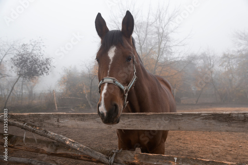 Fototapeta Naklejka Na Ścianę i Meble -  mare with foals runs past the pasture in a misty morning, running herd of horses in autumnal landscape, english thoroughbred