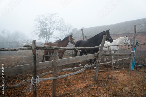 Fototapeta Naklejka Na Ścianę i Meble -  mare with foals runs past the pasture in a misty morning, running herd of horses in autumnal landscape, english thoroughbred