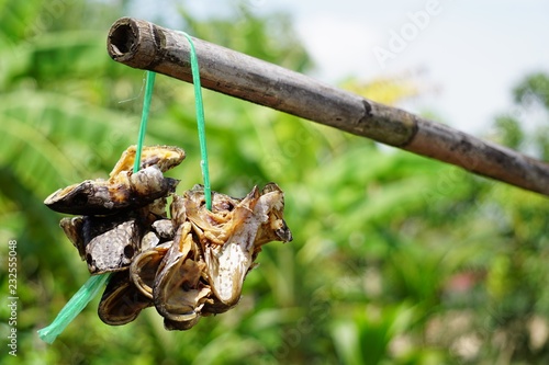 Dry fish heads hanging outdoors on the wooden in Thailand.