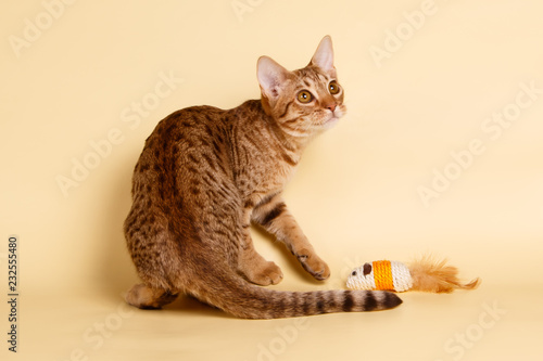 Ocicat spotted cat on colored backgrounds