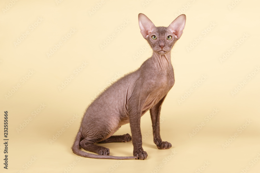 Petersburg sphynx cat on colored backgrounds