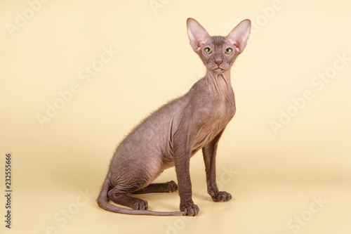 Εκτύπωση καμβά Petersburg sphynx cat on colored backgrounds