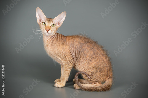 Fotografie Petersburg sphynx cat on colored backgrounds