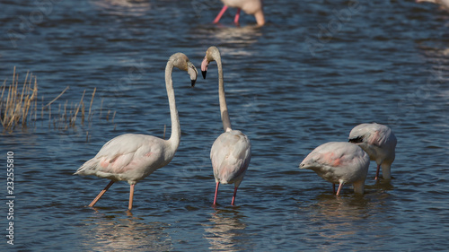 Pareja de flamencos rosas en las Marismas del Ampurd  n