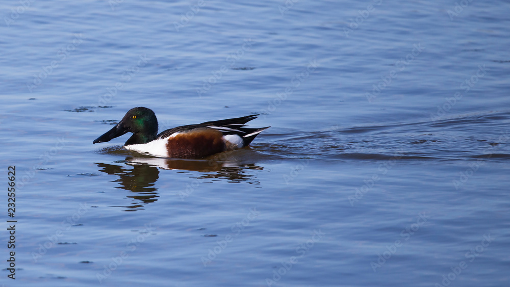 Pato cuchara en las Marismas del Ampurdán, Girona