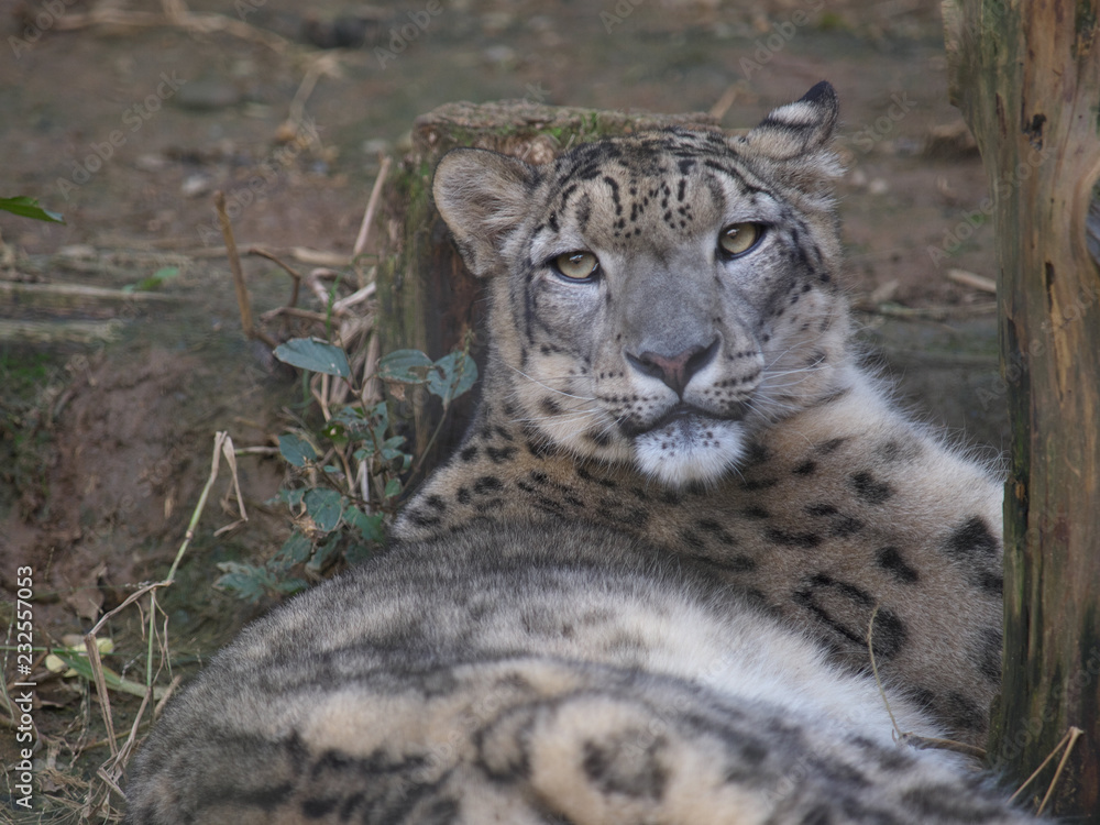 Obraz premium みんなの動物たち