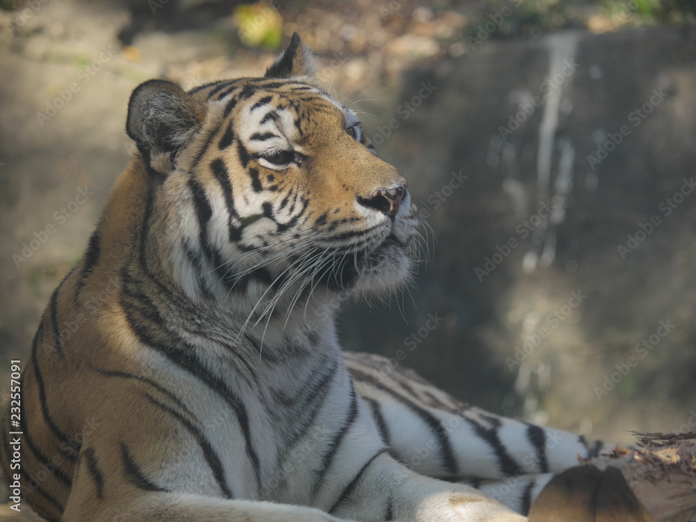 Obraz premium みんなの動物たち