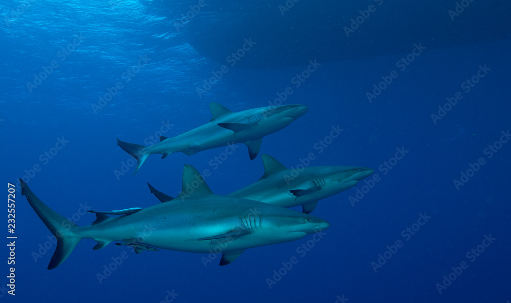 Three sharks in ocean
