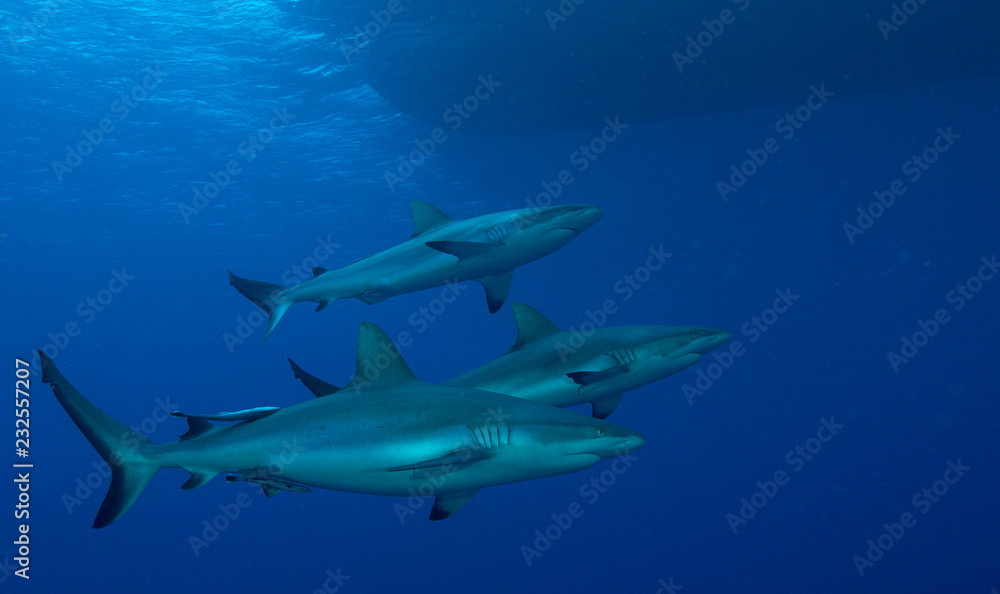 Three sharks in ocean Three sharks in ocean