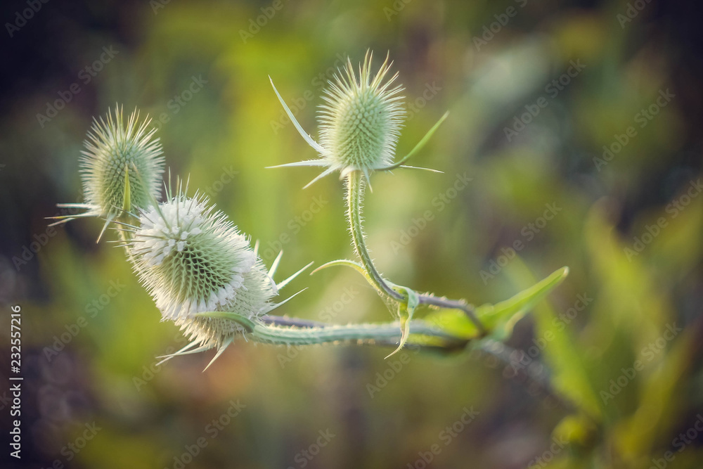 Obraz premium dandelion on green background