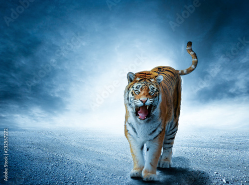 Tiger im Eis
