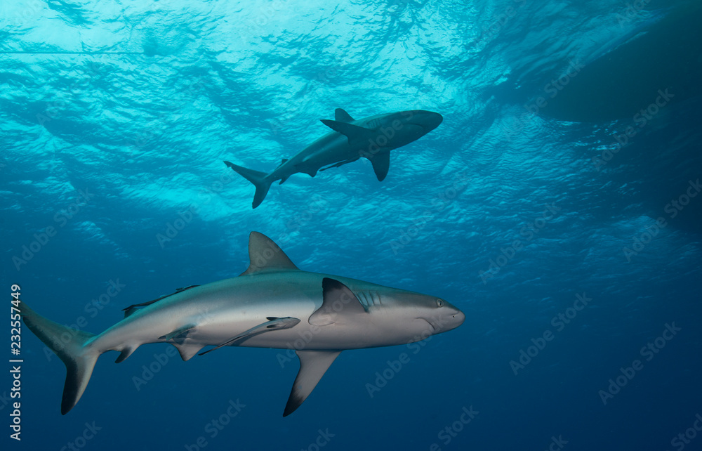 Fototapeta premium 2 sharks under boat