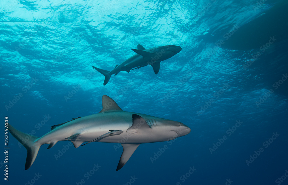 2 sharks under boat