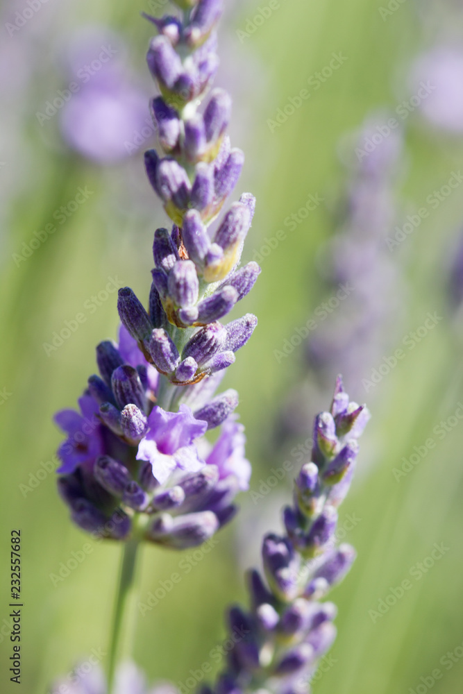 floraison lavande floraison lavande