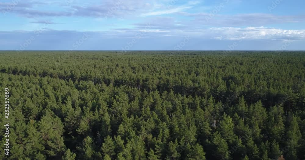 Aerial drone tracking shot of pine forest treetops in parallax, summer mid-day Aerial drone tracking shot of pine forest treetops in parallax, summer mid-day