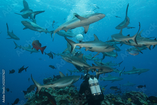 Diver with sharks