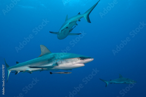 Wallpaper Mural 3 sharks Torontodigital.ca