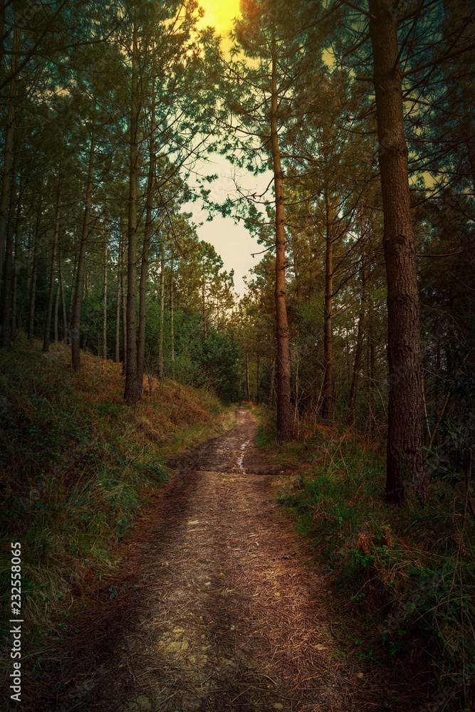 the road and the trees the road and the trees